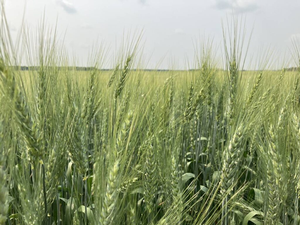 Close-up of the heads of a not-quite-ripe wheat crop near Stockholm, Sask.
