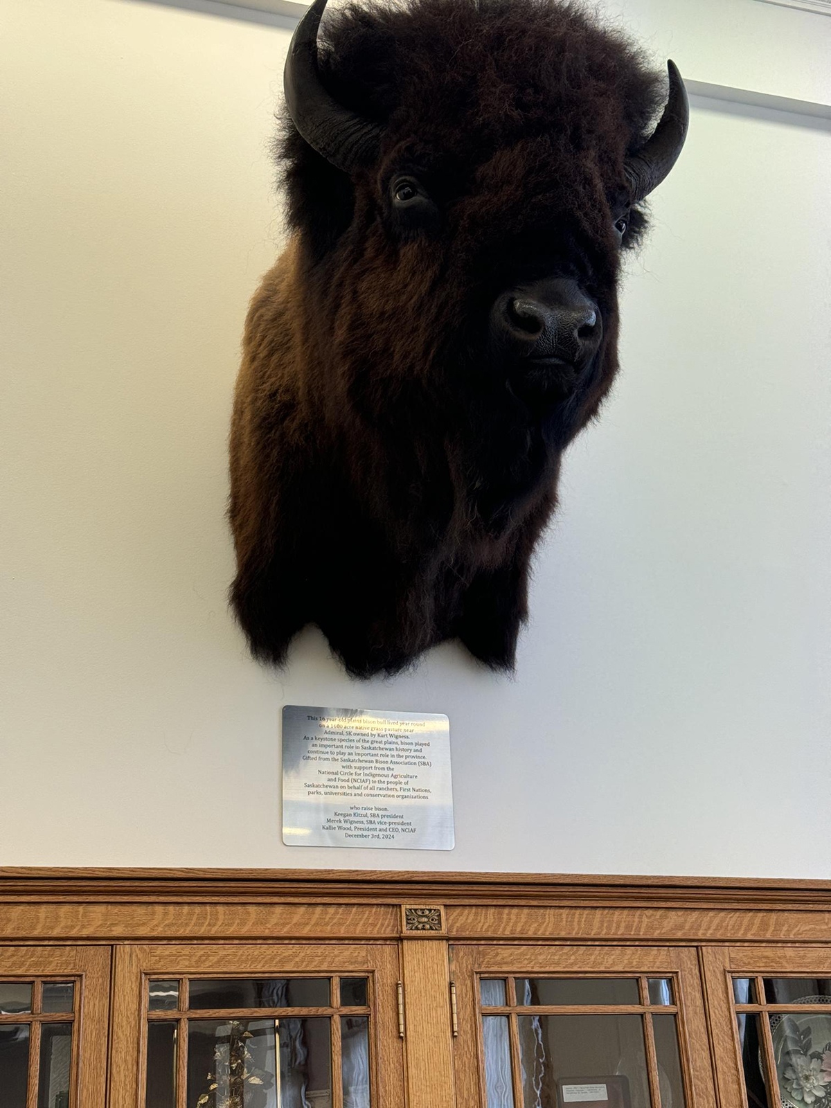 A bison head on display high up on a wall in the caucus room of the Saskatchewan legislature.