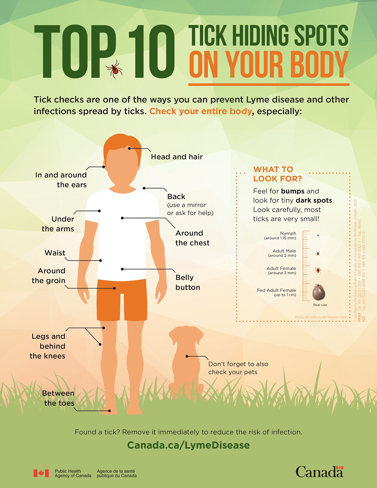 A government of Canada handout showing the "Top 10 tick hiding spots on your body."