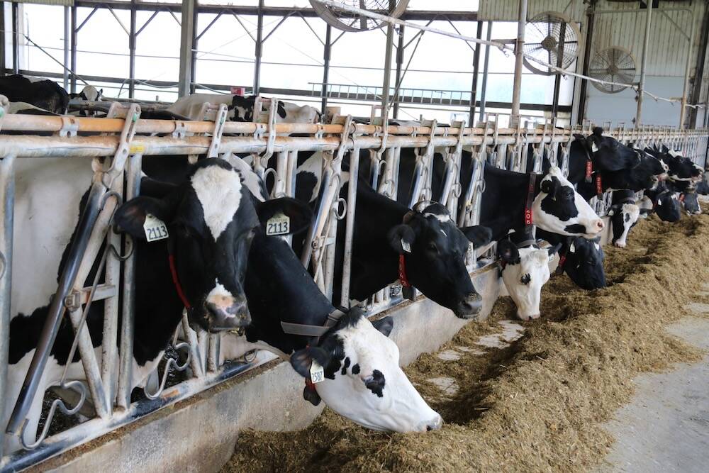 Cattle in a dairy barn stick their heads through the bars on their pen to eat chop in a concrete bunk.