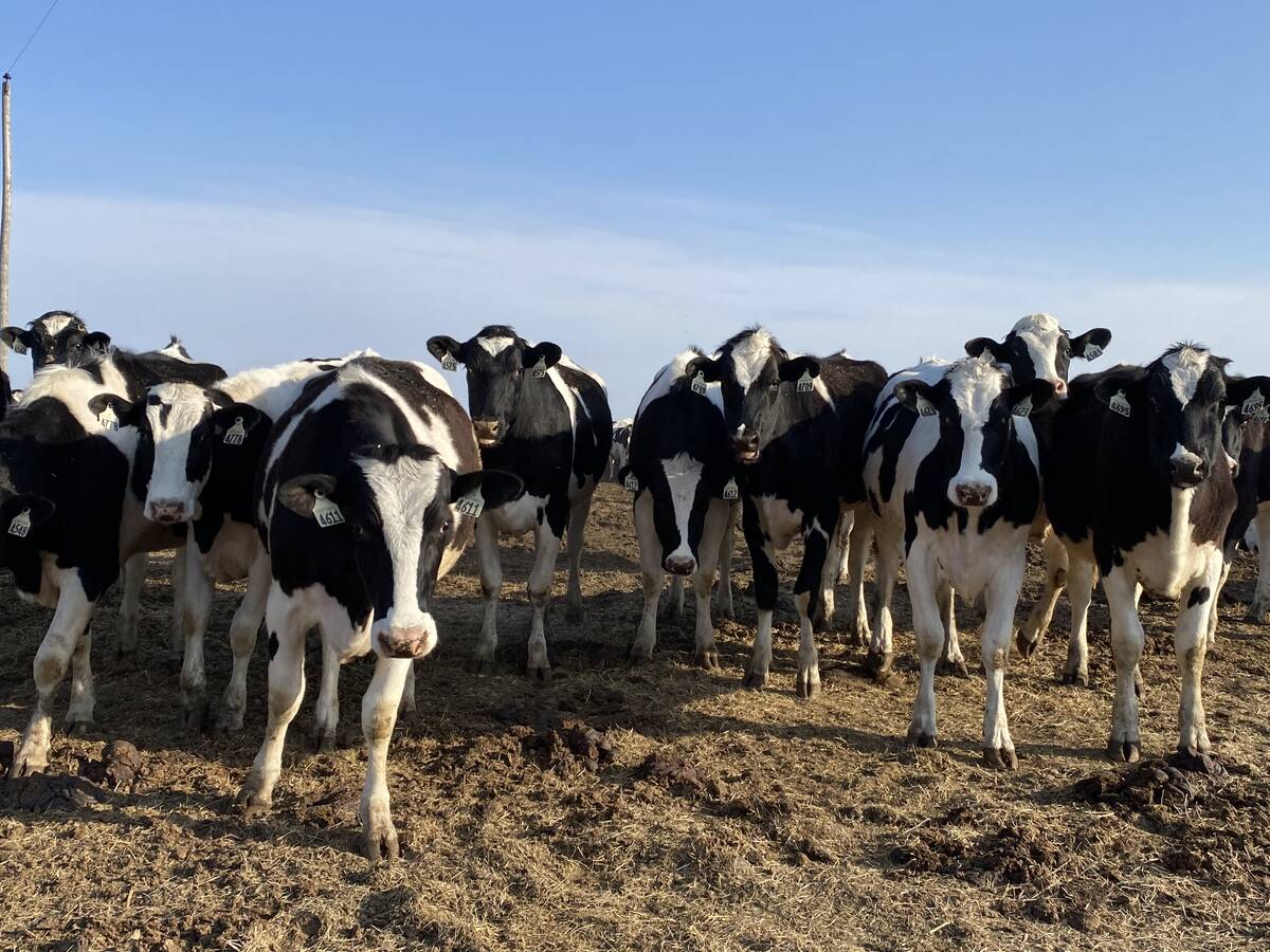 A herd of dairy cattle stand in an outdoor pen staring at the camera.