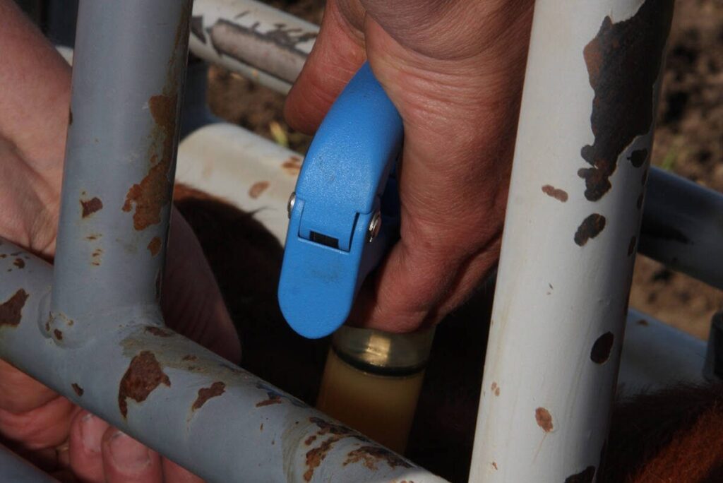 CFIA awards contract for long-awaited foot-and-mouth vaccine bank