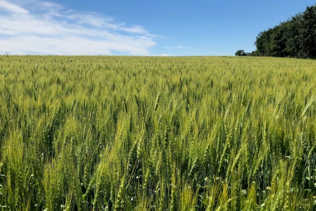 Canadian Wheat Research Coalition funds AAFC variety development