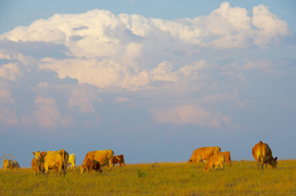 Cattle graze in a pasture with large, billowing white clouds in the background.