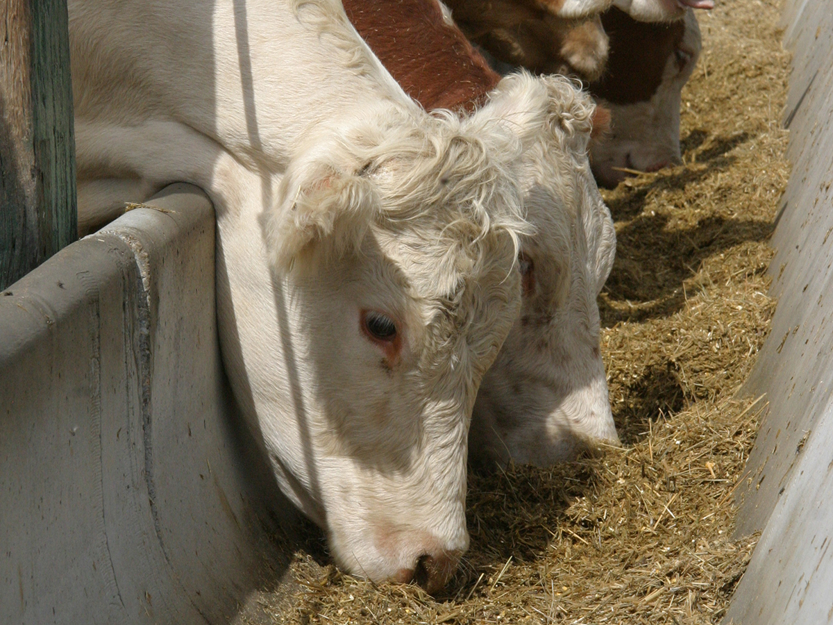 Cattle eat out of a concrete bunk at a feedlot.
