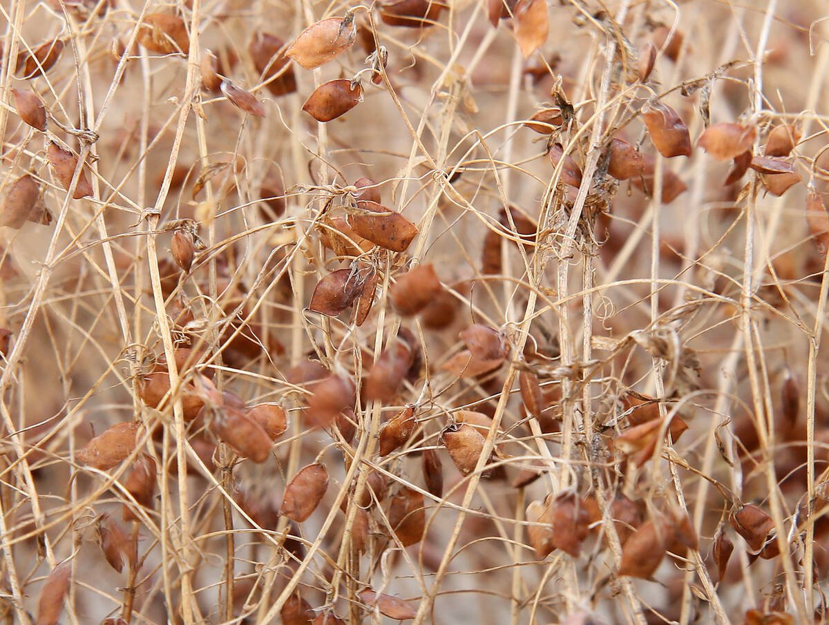 A red lentil crop west of Rosetown, Sask., in 2016.