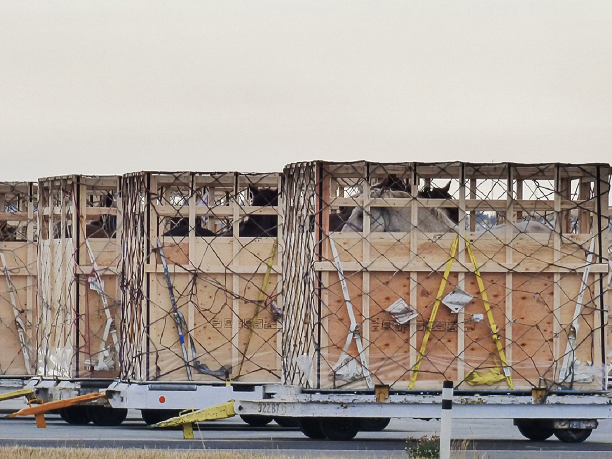 Horse shipping crates sit on the tarmac at Richardson International Airport in Winnipeg.