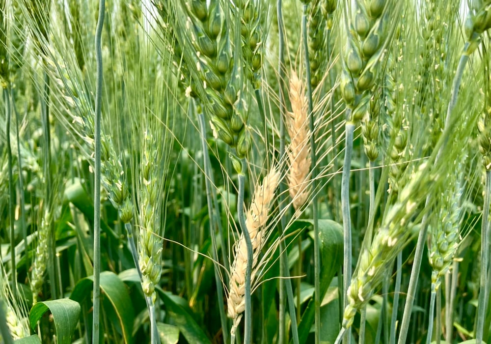 Experts doubt FBI’s claim that crop fungus smuggled by Chinese students is a threat