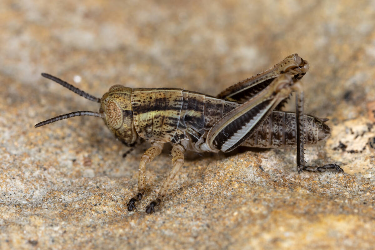 Close-up of a two-striped grasshopper.