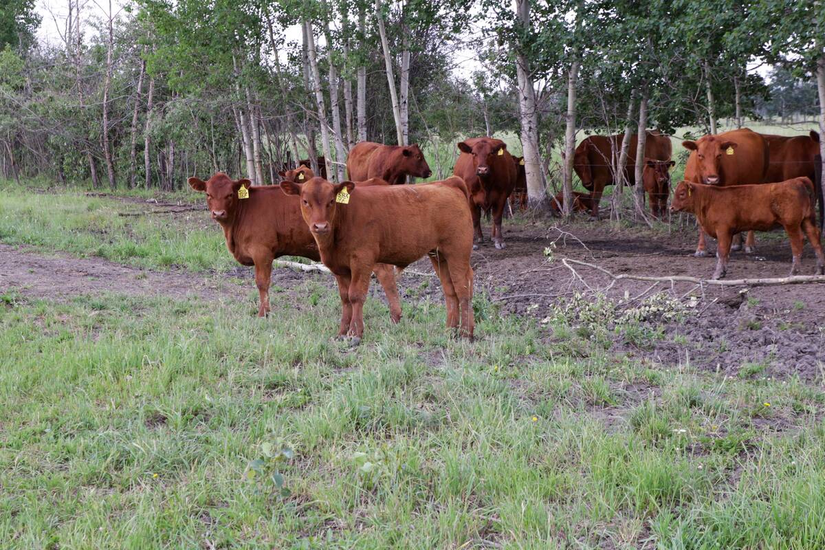 Brown cattle stand among some trees in a pasture.
