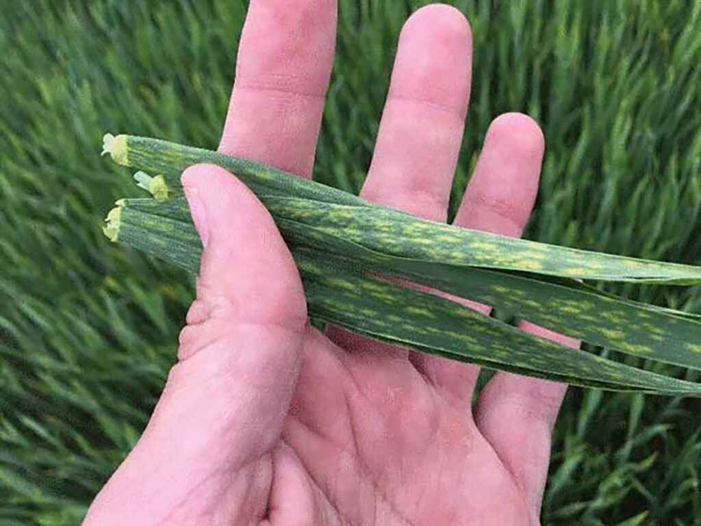 A hand holds two leaves from a wheat plant both showing the brown spotting characteristic of physiological leaf spot.