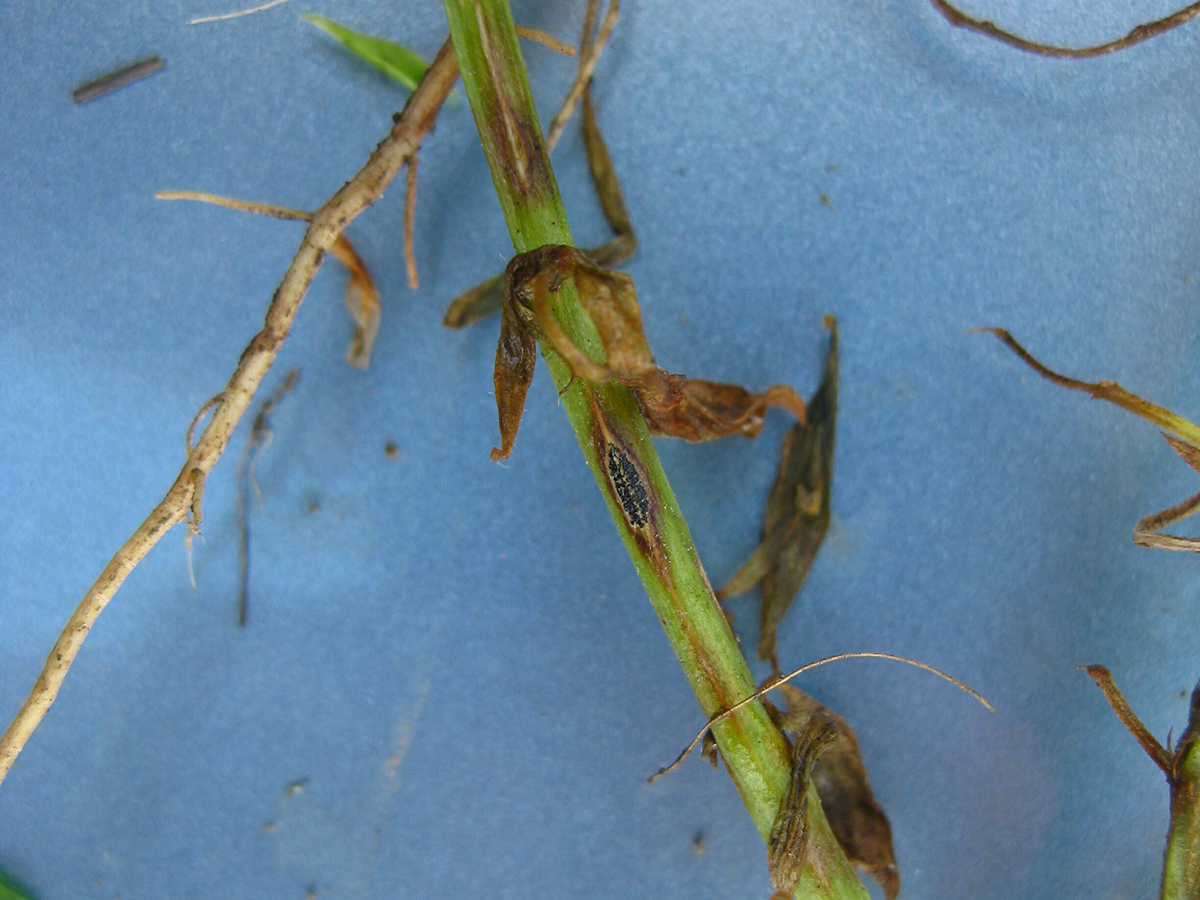 Close-up of the stem of a lentil plant infected with anthracnose, showing lesions, wilted leaves, and microsclerotia. 