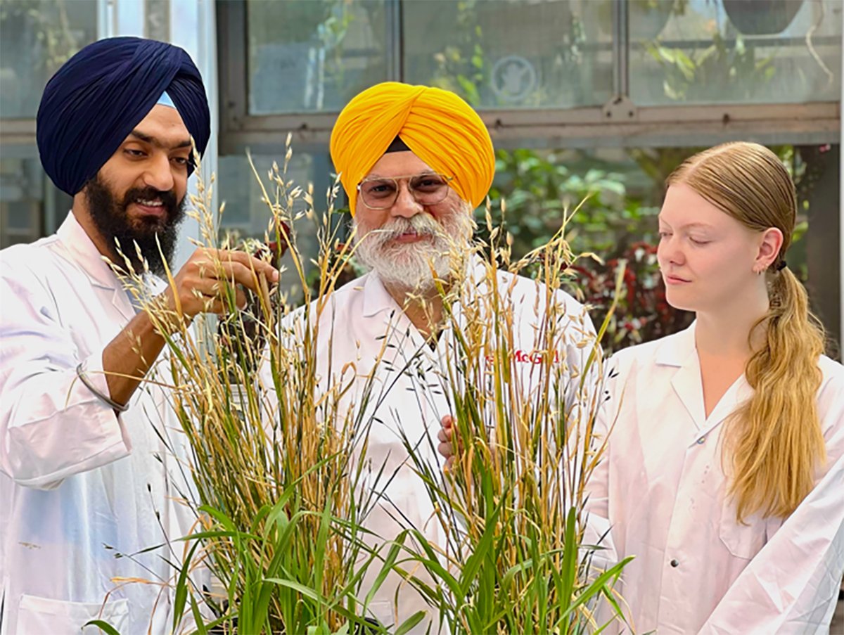 Three McGill University researchers in white lab coats stand in front of some oat plants in a greenhouse.