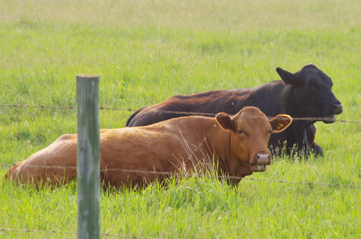 A brown cow and a black cow laying down, chewing their cud, in a lush green pasture with a barbed wire fence slightly out-of-focus in the foreground.