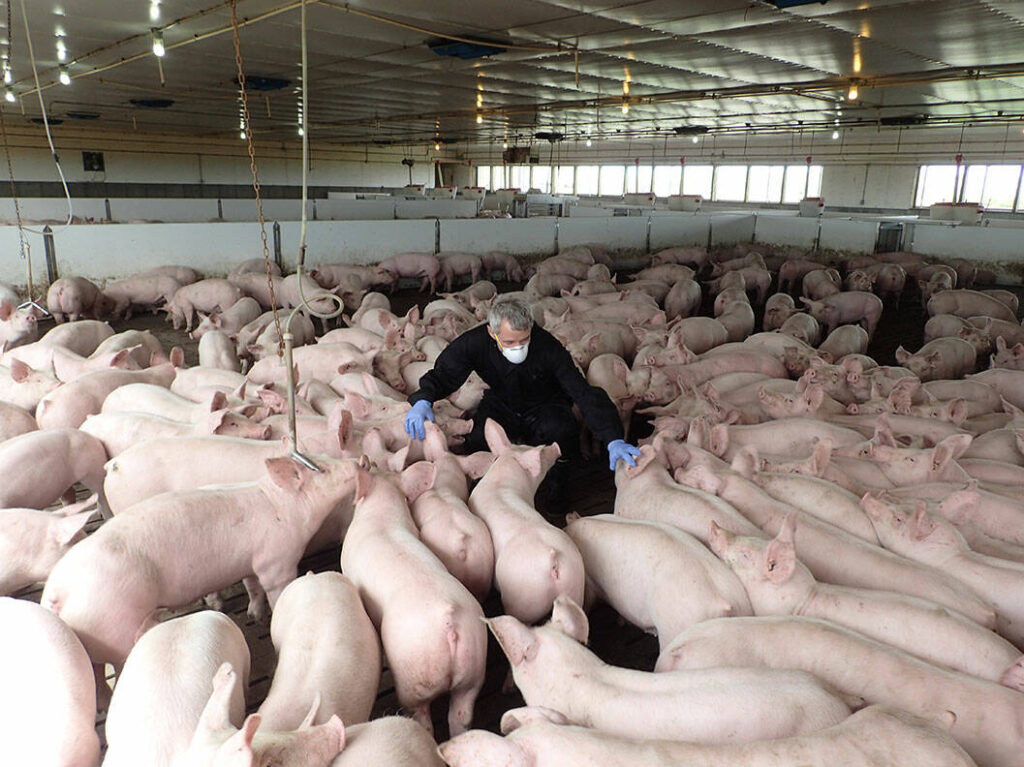 A technician clad in black coveralls, wearing blue latex gloves and an N95 mask walks among pigs in a pen in an indoor barn.