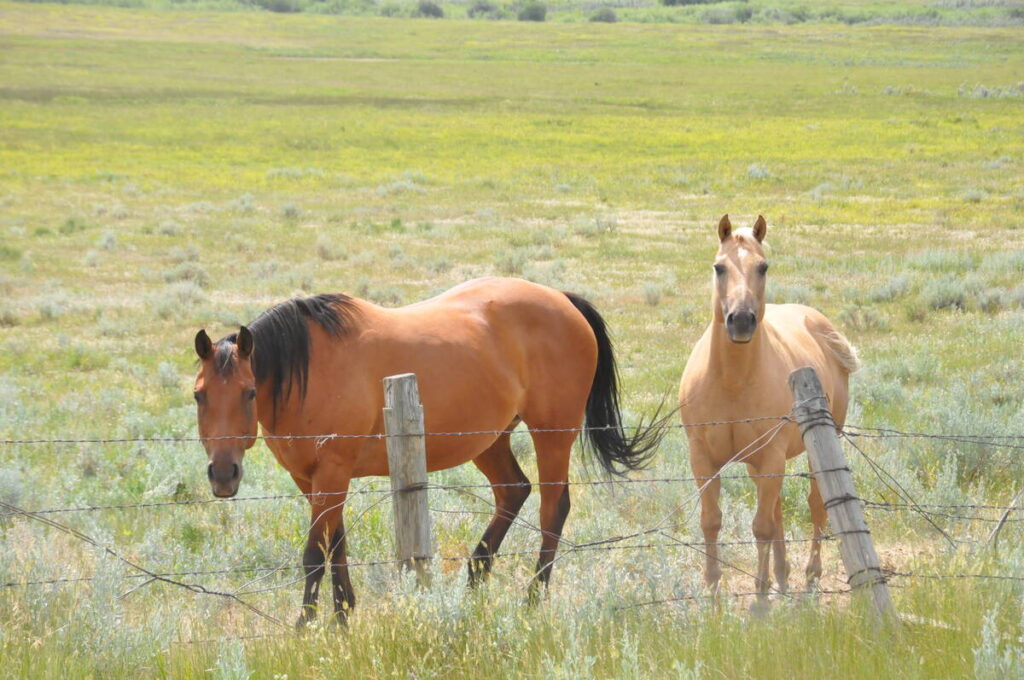 Two horses stand just inside a barbed wire fence surrounding a pasture.