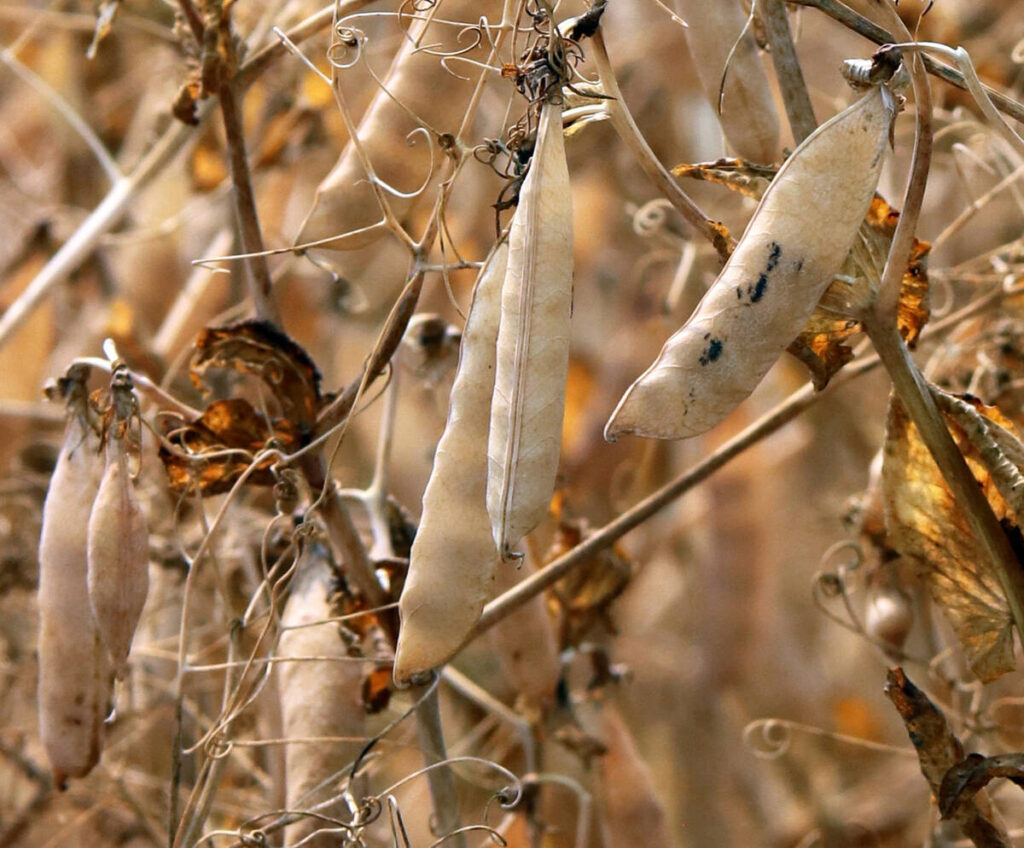 A close-up of a ripe yellow pea crop.