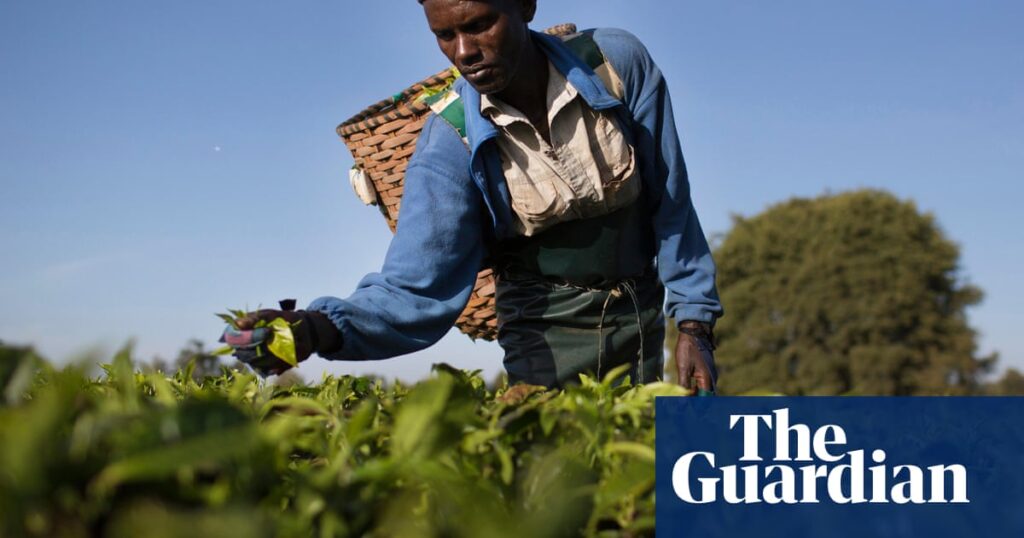 Kenya tells tea factories to cut ties with Rainforest Alliance due to costs | Fair trade