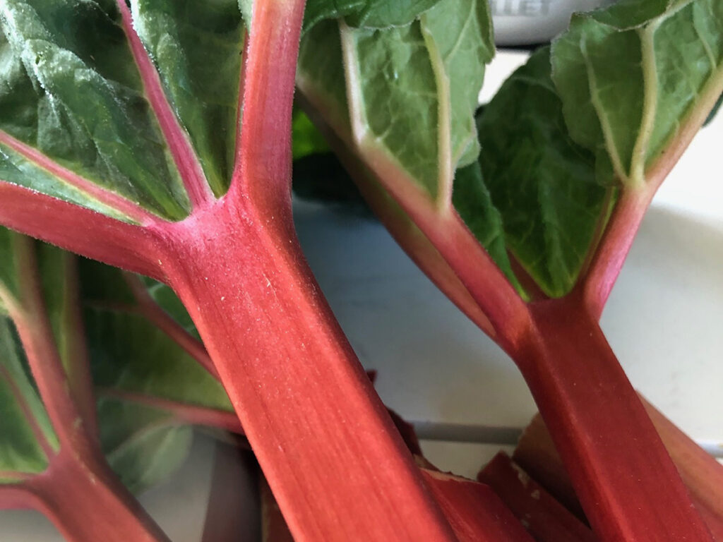Bright red stalks from a rhubarb plant topped with green leaves sit on a white table.