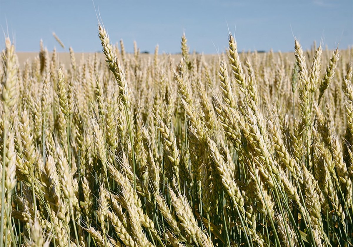 A close-up of the ripe heads on a Pintail winter wheat crop.