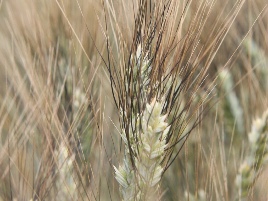 Close-up of the head of a ripe durum wheat plant.