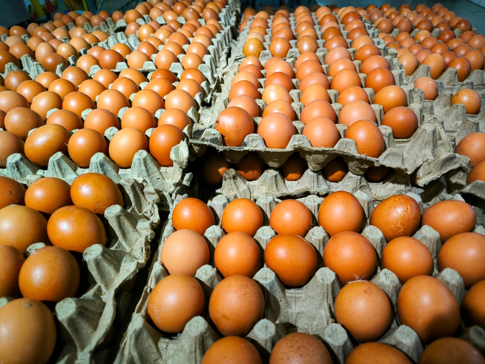 Nearly two million eggs recalled in US over Salmonella risk