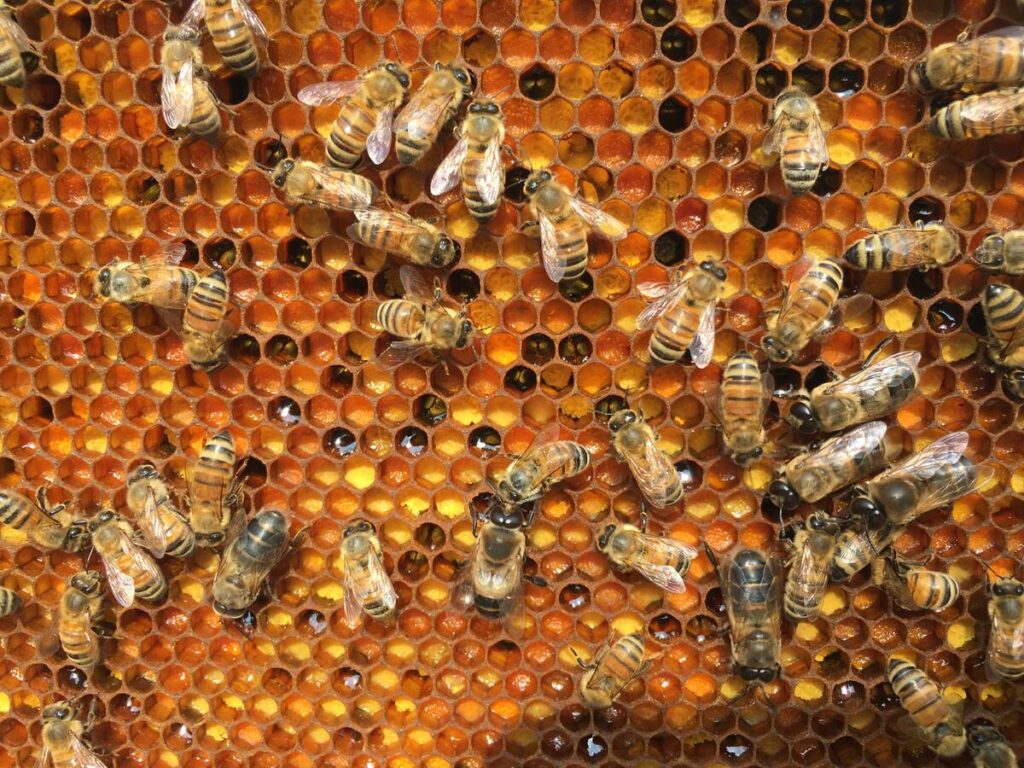 Ontario beekeepers continue to struggle with winter losses