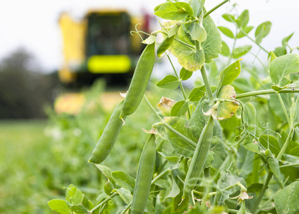 A close-up of pea pods on a plant with a large, yellow harvester blurred out in the background.
