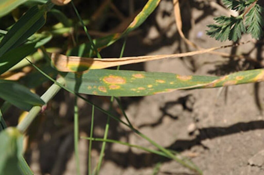 Close-up of the yellowish spots on the green leaves of a winter wheat plant.