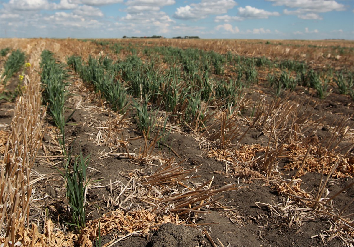 A drought-stunted wheat crop only a few inches tall with lots of brown leaves and stalks
