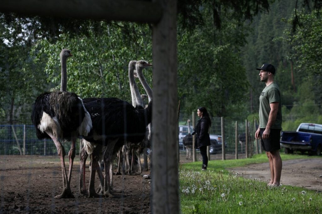 Embattled B.C. ostriches a human health risk says epidemiologist