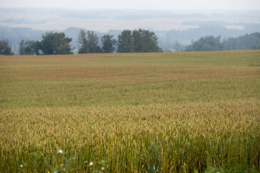 A uniform wheat crop on a plateau in August on a hazy day with some trees and more crops lower in the blurry distance.