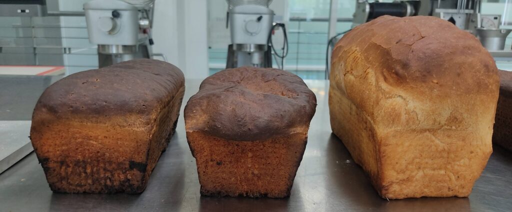 Protein-rich grasshopper bread developed to combat future food insecurity