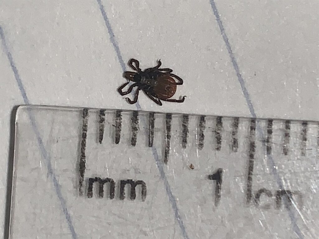 Close-up photo of a dead blacklegged tick laying on a piece of lined white paper next to a clear plastic ruler to show its length.