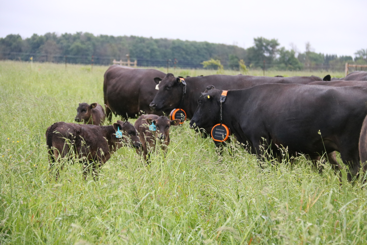 Beef cattle grazing in belly deep pastureland, wearing collars with orange circular receivers that alert them to virutal fencing.