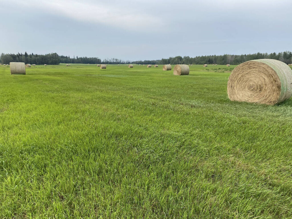 The Saskatchewan Crop Insurance Corporation has put the double low yield appraisal process in place to allow some crops to be turned into feed. Photo: File
