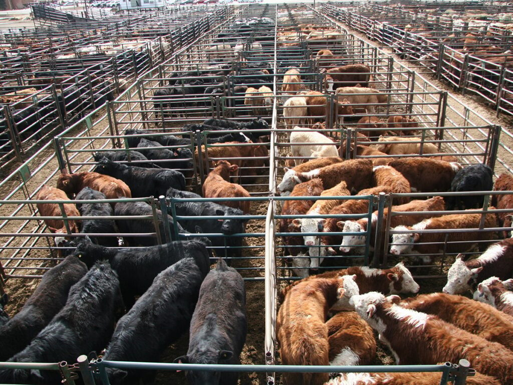 Cattle in pens in a large feedlot.