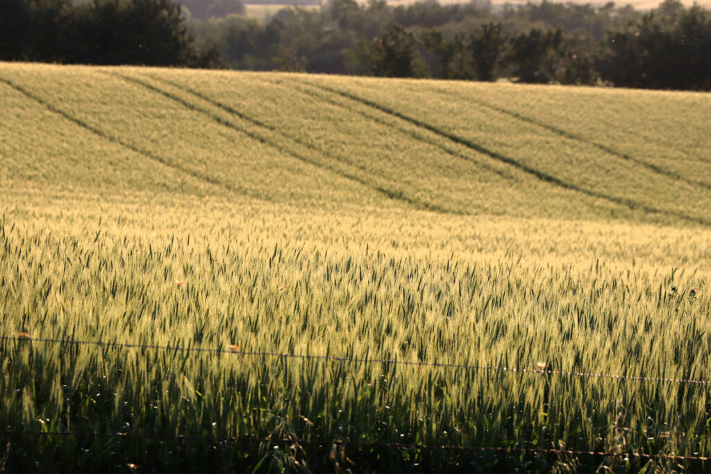A uniform stand of wheat disappears over a rolling hill with trees in the distance.