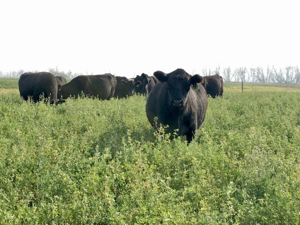 A black cow approaches the camera in a lush green pasture.