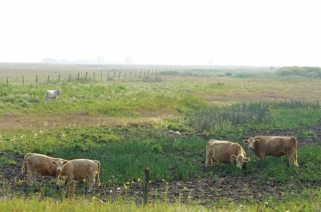 Cattle graze in a dry pasture.