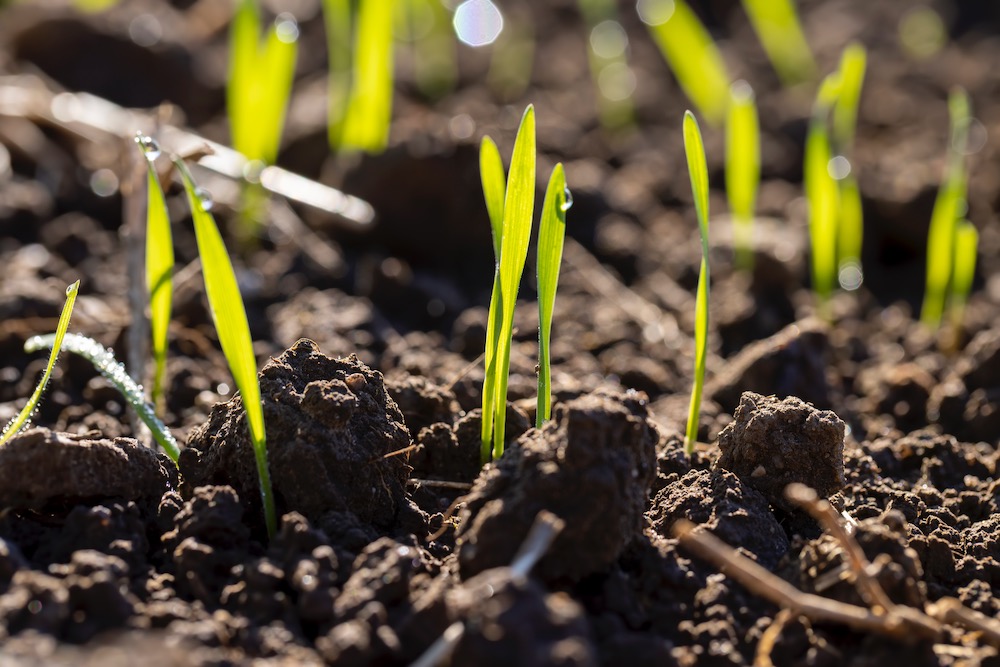 Sporadic rains lead to varied crop development in Saskatchewan