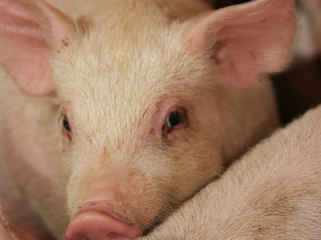 Close-up of a lone pig