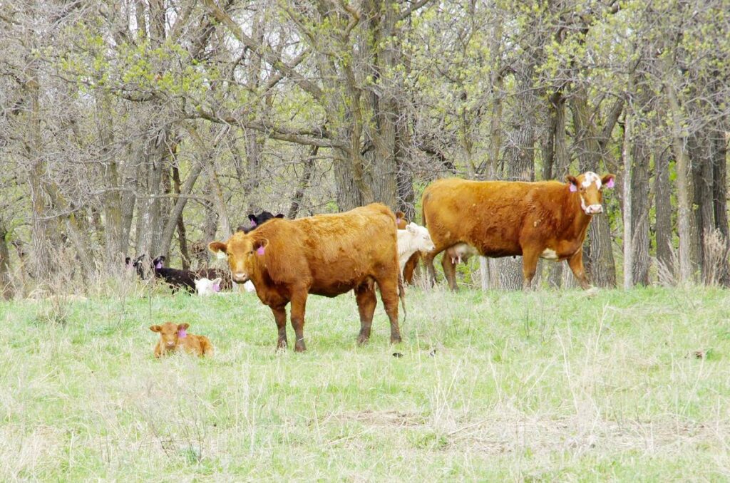 A cow with a bright pink tag in her left ear stands over her calf while others stand behind her in a pasture with trees in the background.