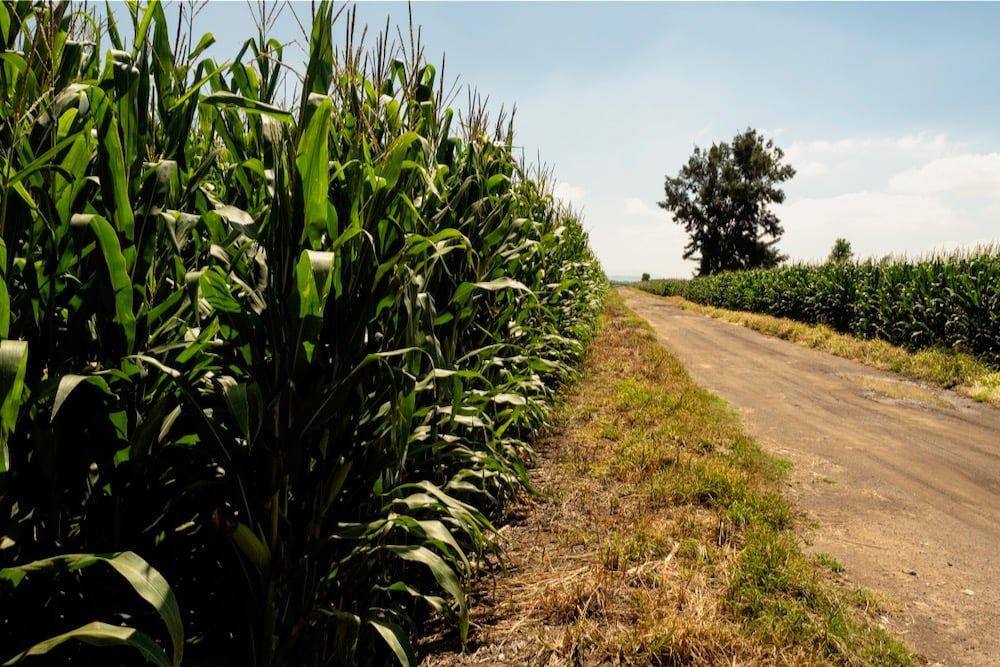 USDA notes shifts in Mexican corn