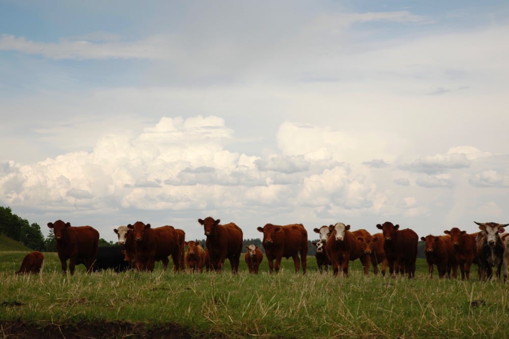 (Photo courtesy Canada Beef Inc.)
