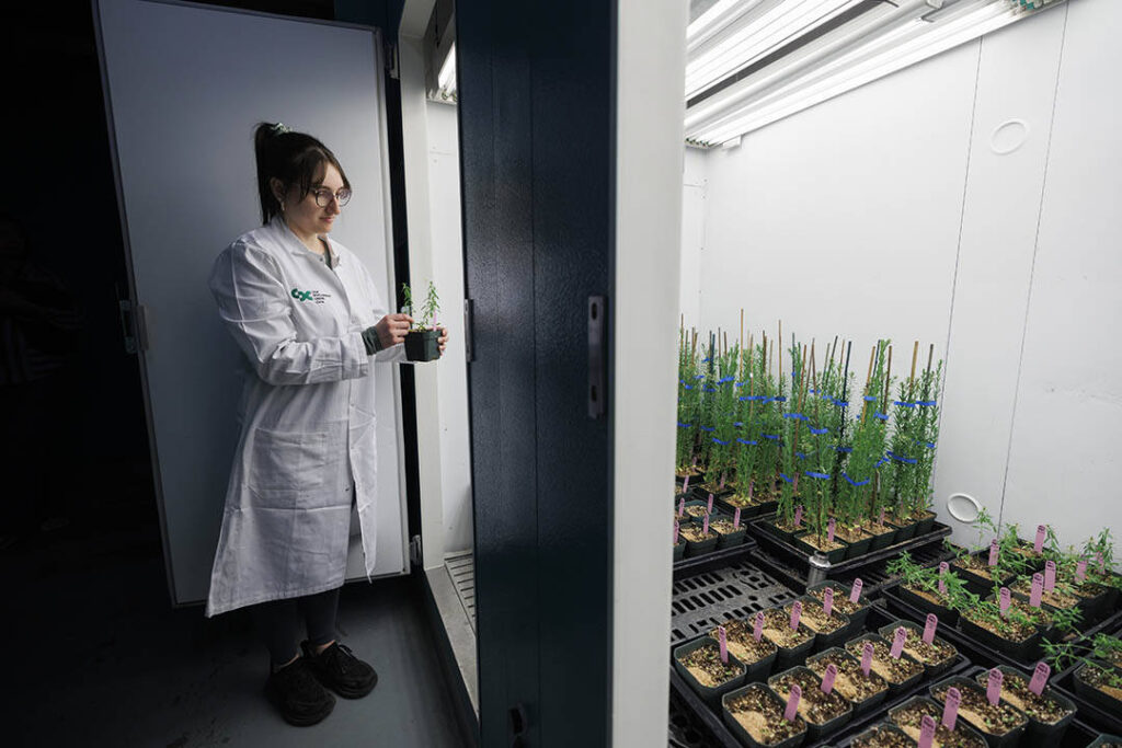A research technician in a white lab coat examines a plant in a container in her hands while many more sit on the floor of a brightly-lit growth chamber in the Controlled Environment Facility at the University of Saskatchewan&rsquo;s College of Agriculture and Bioresources.&ensp;