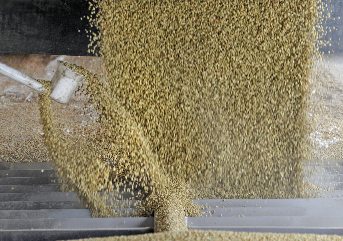 A white sampling scoop collects some lentils as they fall from the box of a grain truck at an inland terminal.
