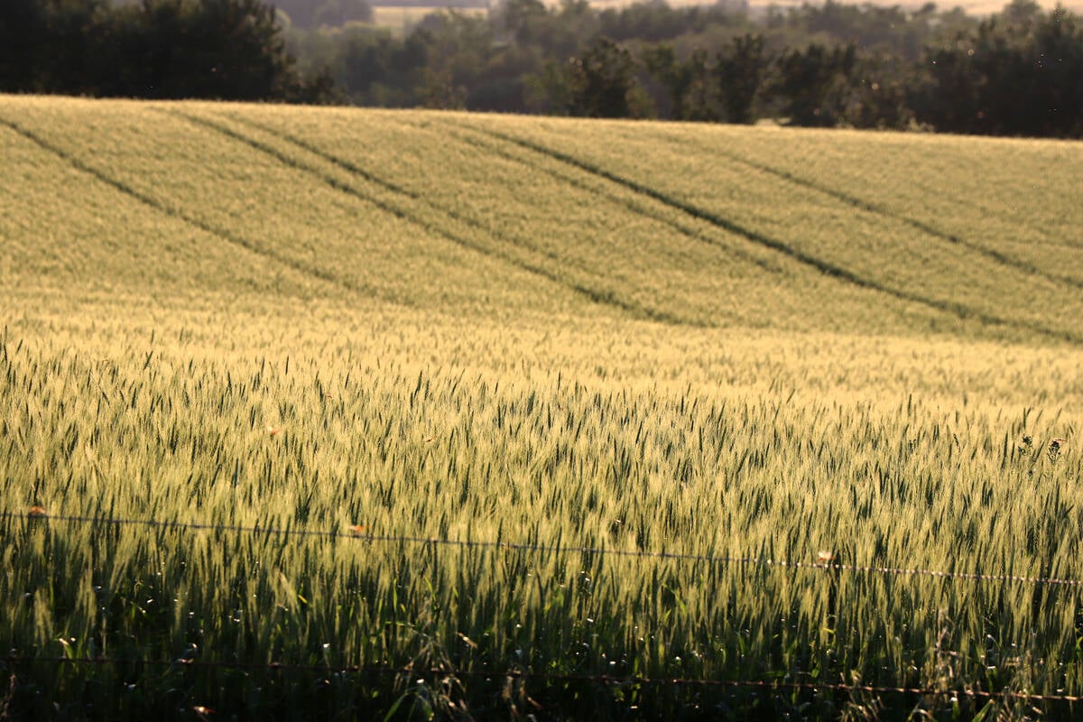 A uniform stand of wheat disappears over a rolling hill with trees in the distance.