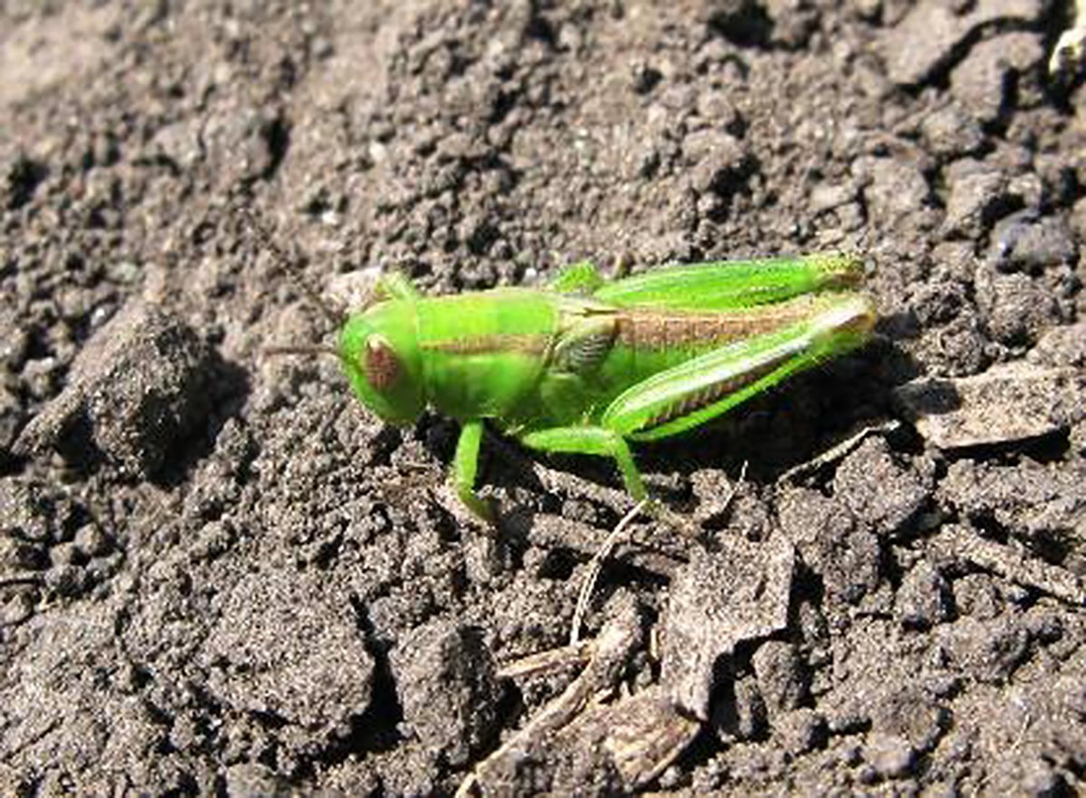 Close-up of a bright green, two-striped grasshopper nymph with wingbuds showing sitting on soil.