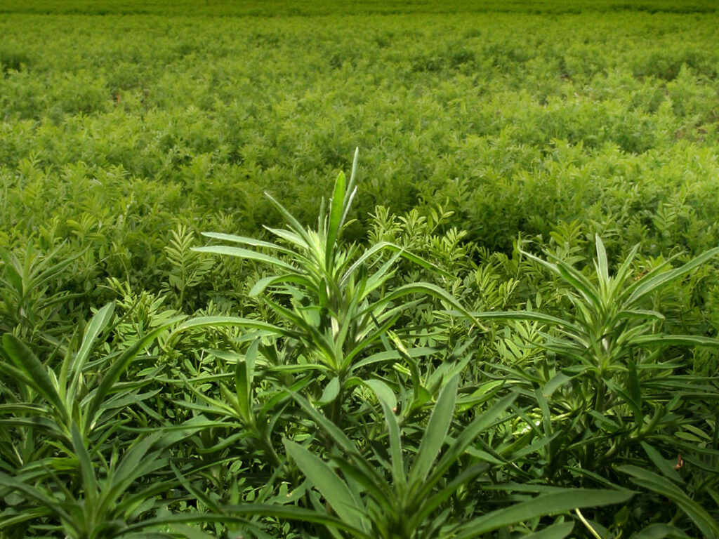 A large kochia plant is thriving amidst a lentil crop.
